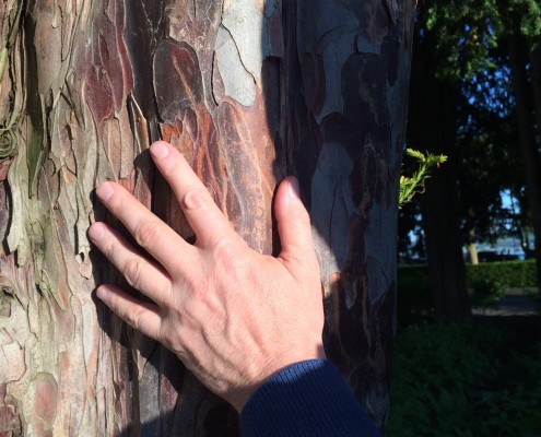 Handwerk- Hand am Baum